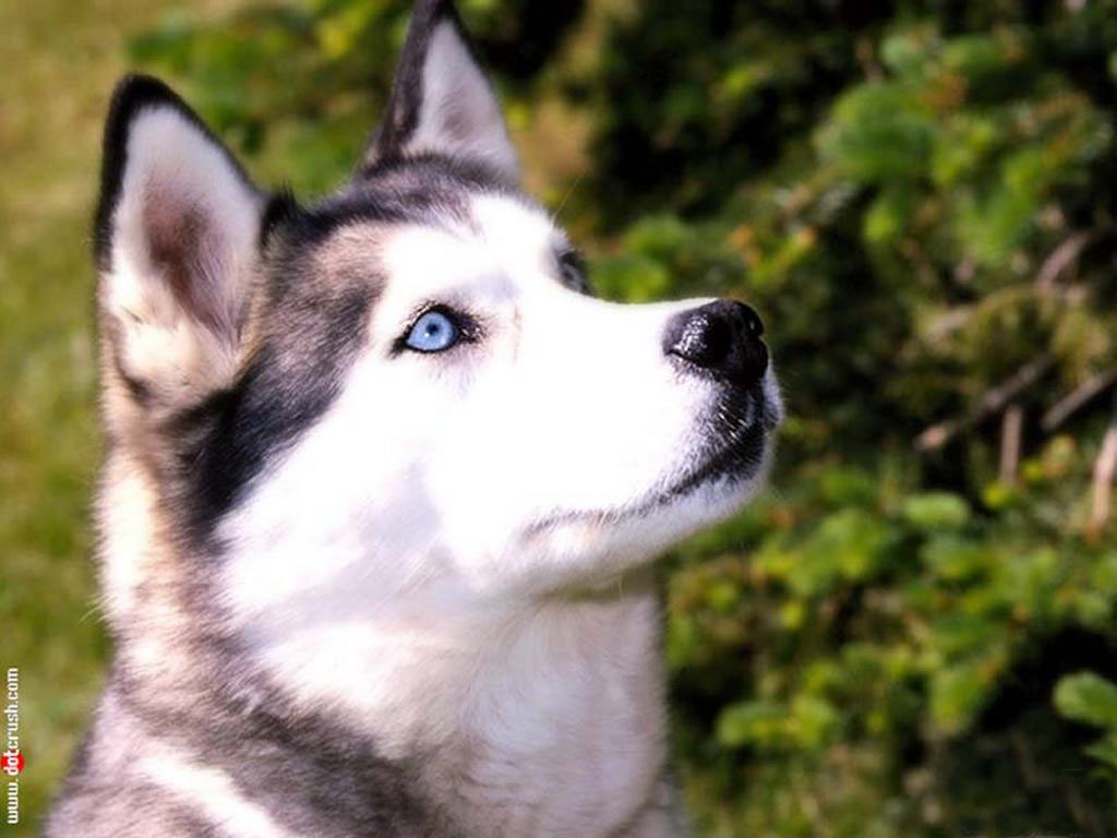 Husky Dogs Wallpapers