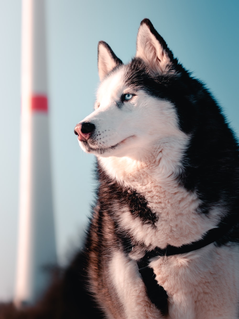 Husky Dogs Wallpapers