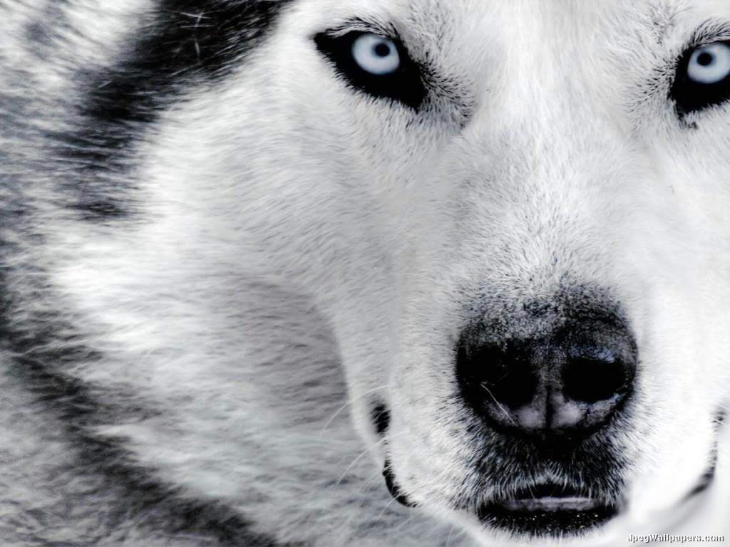 Husky Dogs Wallpapers