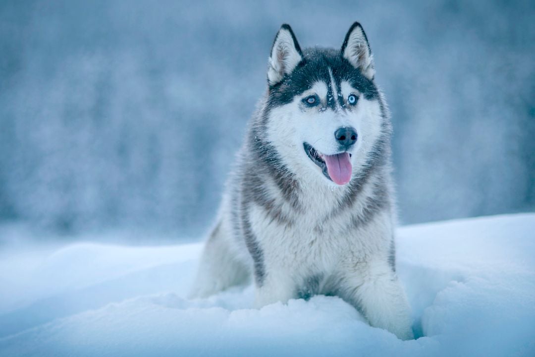 Husky Dogs Wallpapers