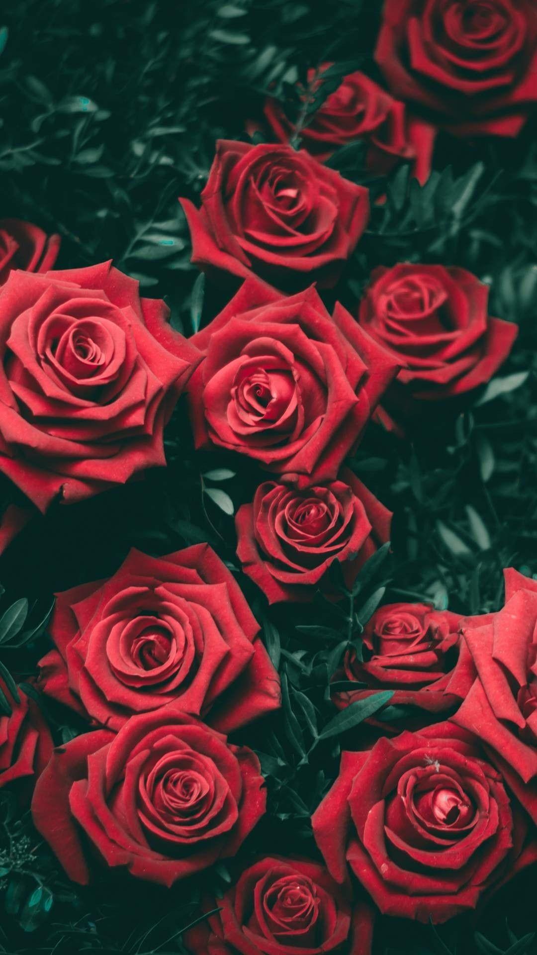 Hypebeast Rose Wallpapers