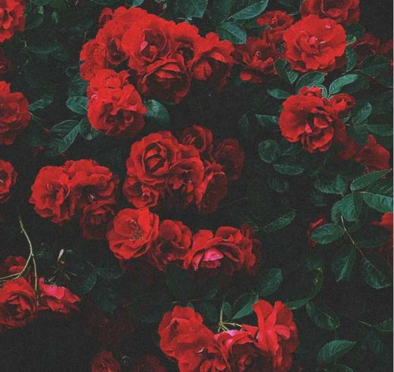 Hypebeast Rose Wallpapers