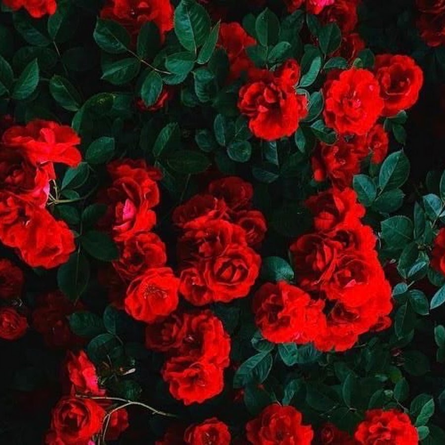 Hypebeast Rose Wallpapers