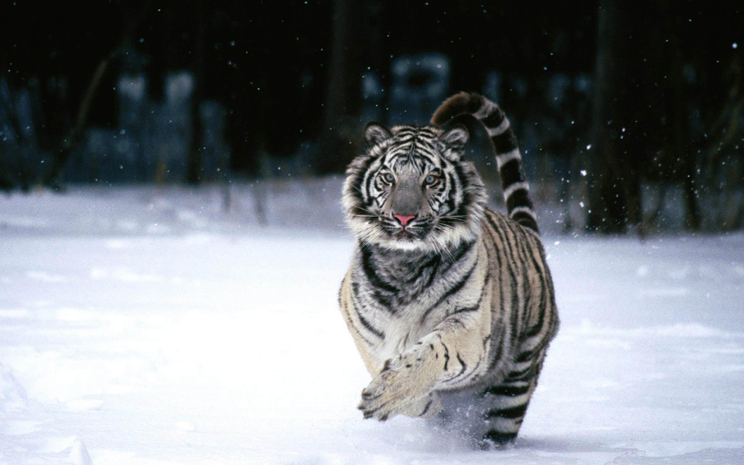 Ice Tiger Wallpapers