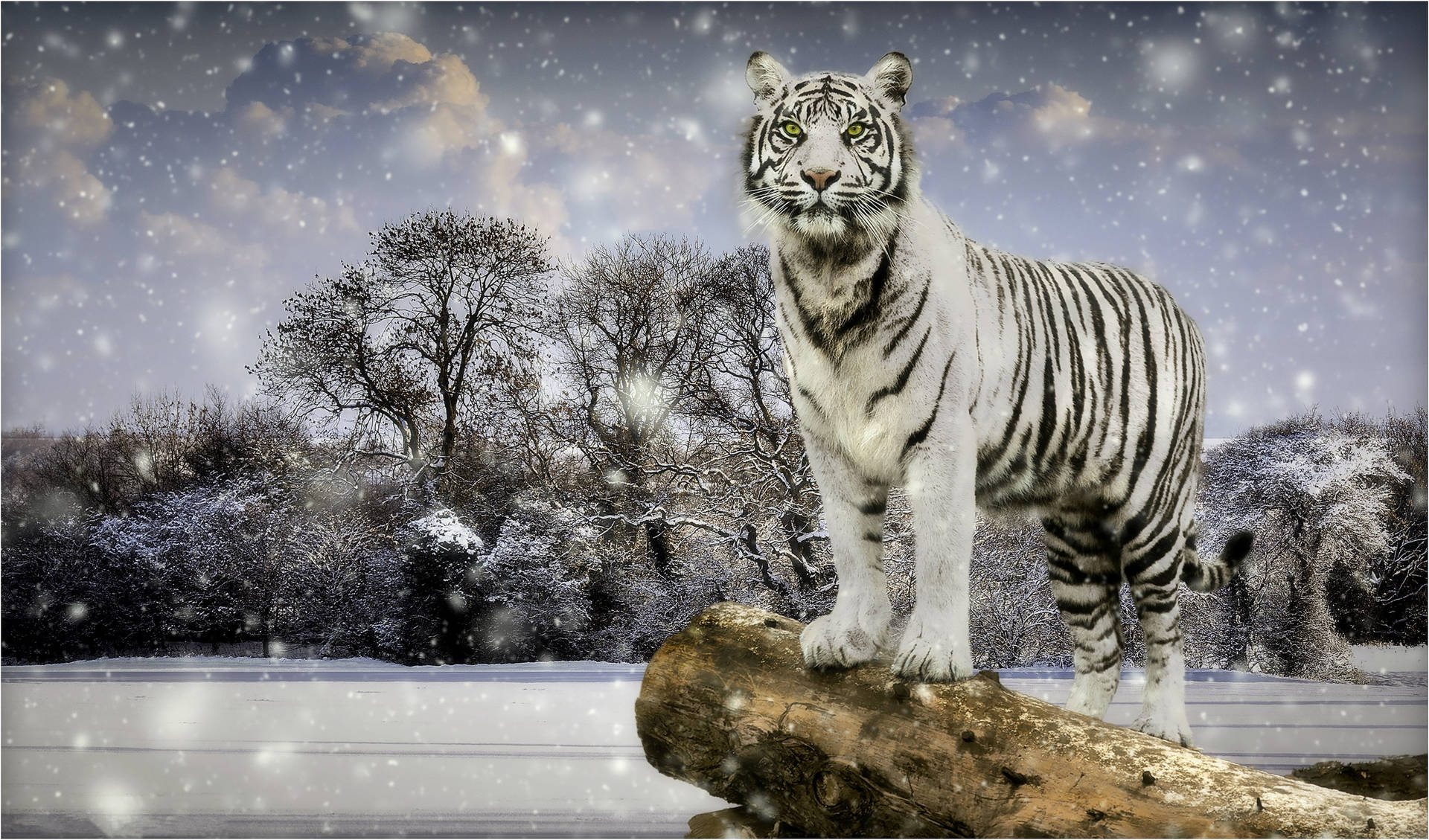 Ice Tiger Wallpapers