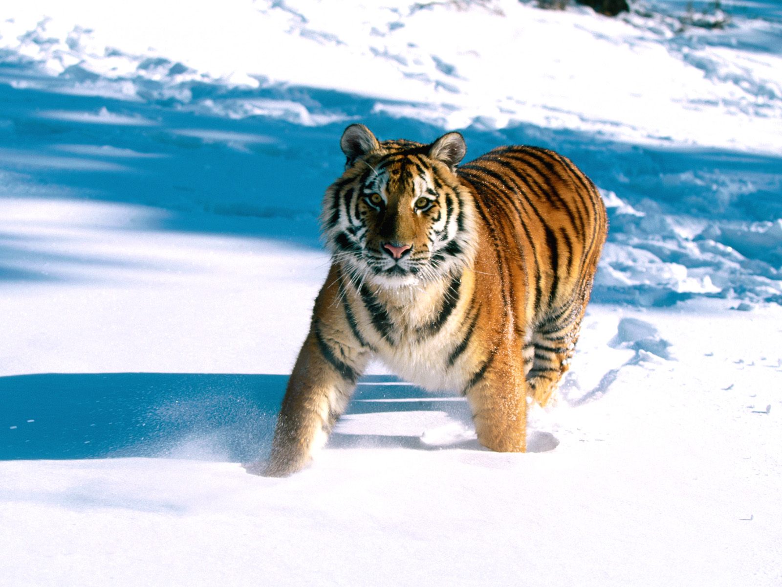 Ice Tiger Wallpapers