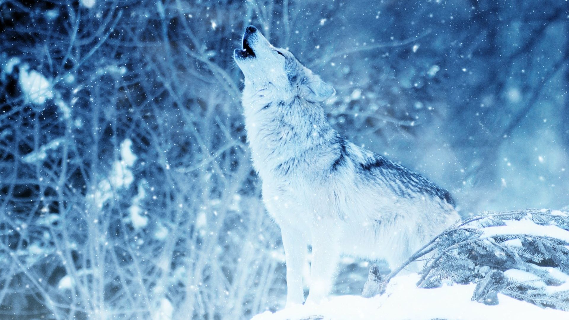 Ice Wolf Wallpapers