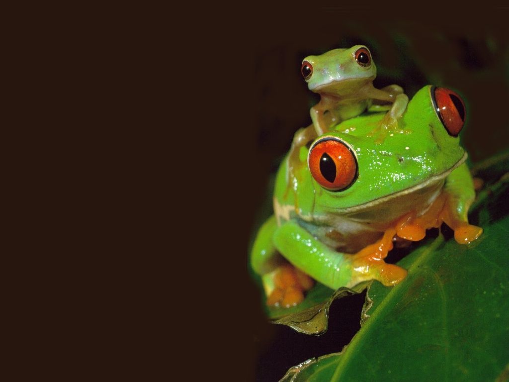 Images Of Baby Frogs Wallpapers