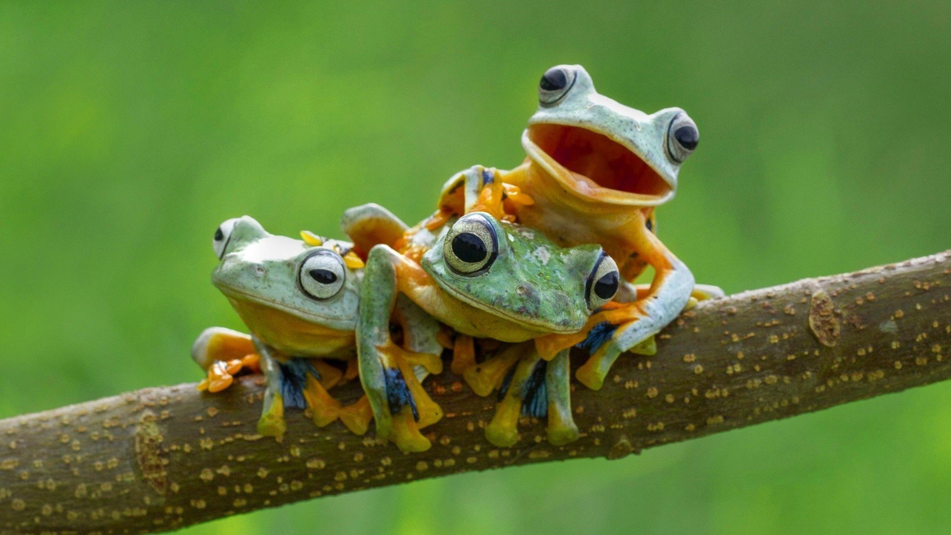 Images Of Baby Frogs Wallpapers