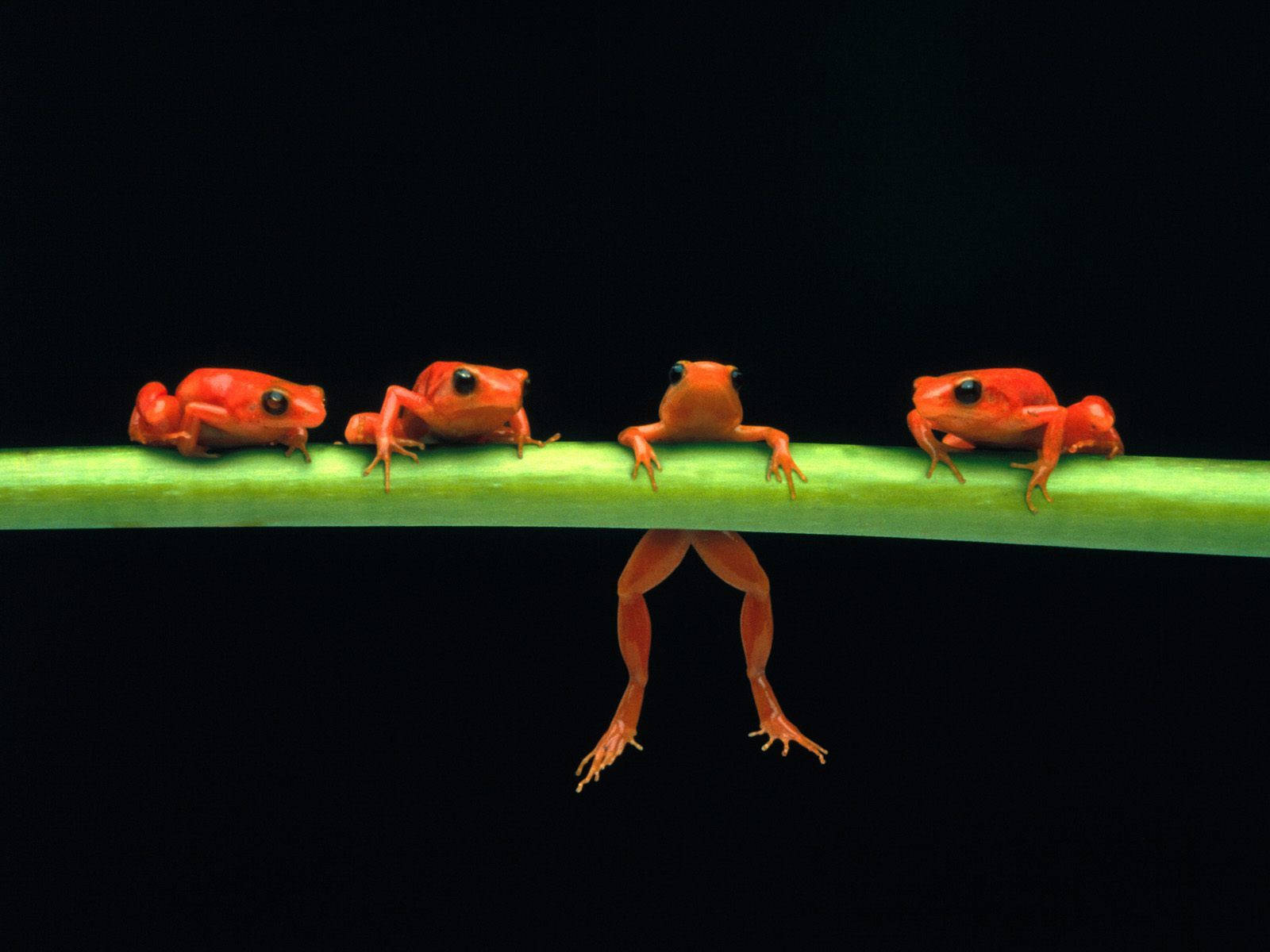 Images Of Baby Frogs Wallpapers