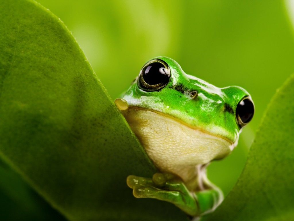 Images Of Baby Frogs Wallpapers