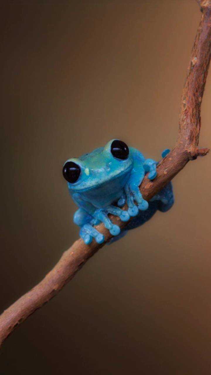 Images Of Baby Frogs Wallpapers