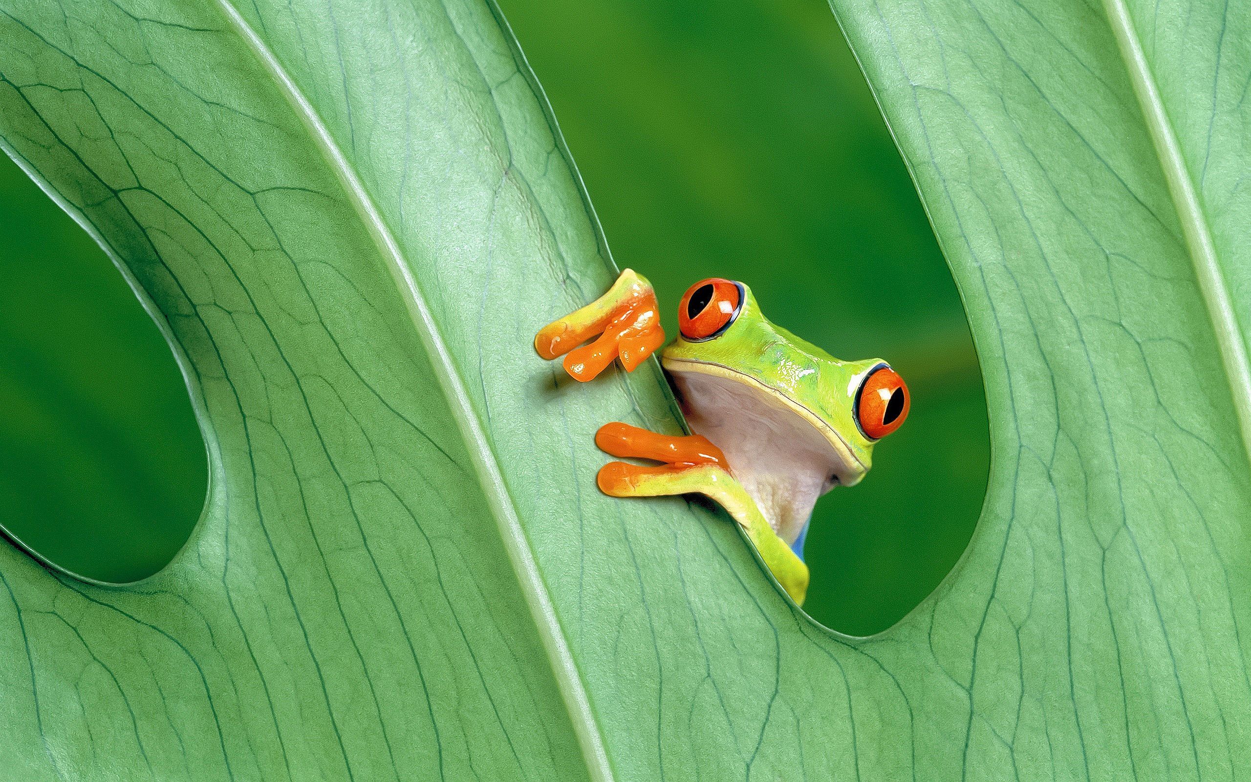 Images Of Baby Frogs Wallpapers