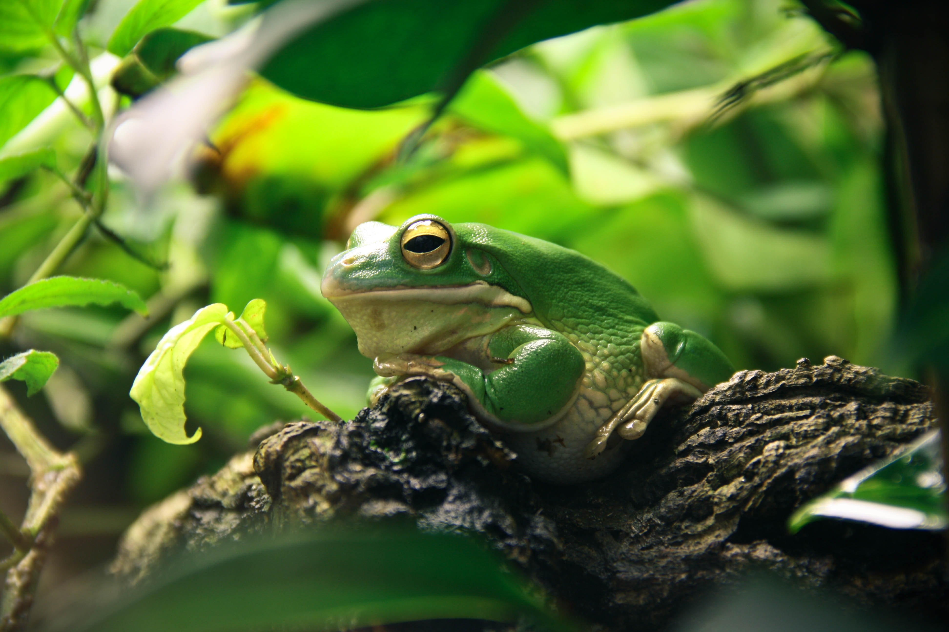 Images Of Baby Frogs Wallpapers