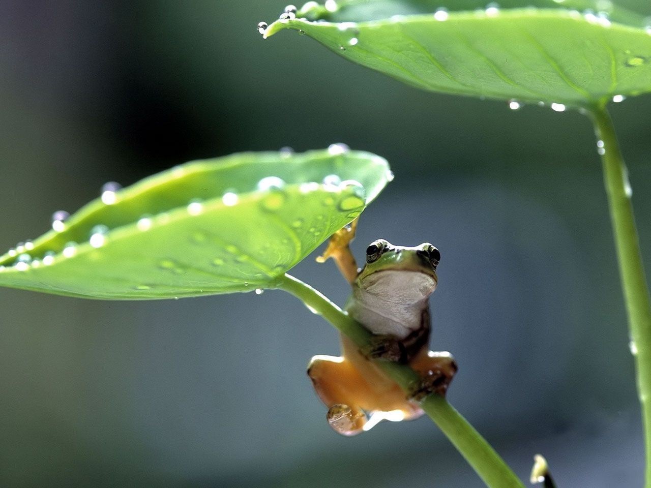 Images Of Baby Frogs Wallpapers