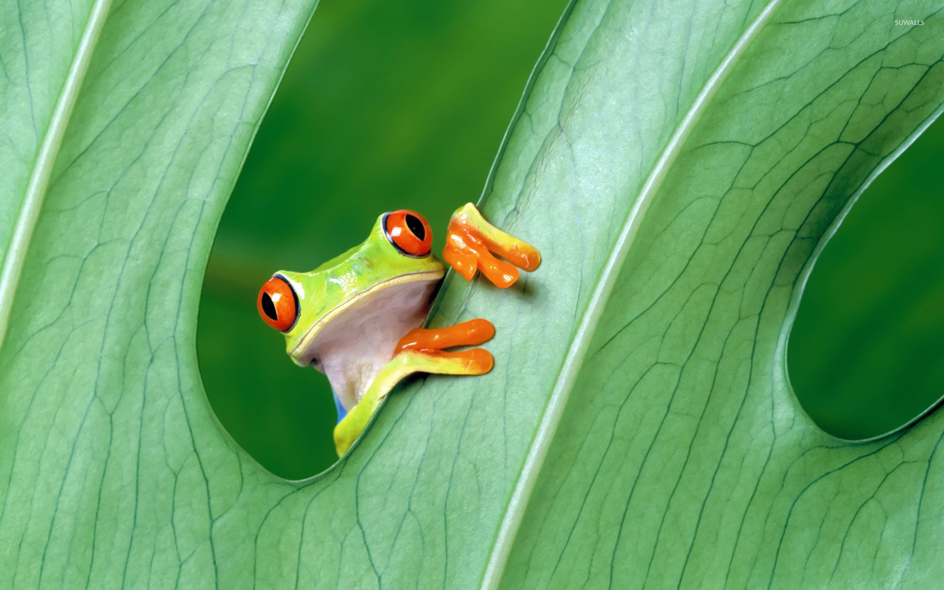 Images Of Baby Frogs Wallpapers