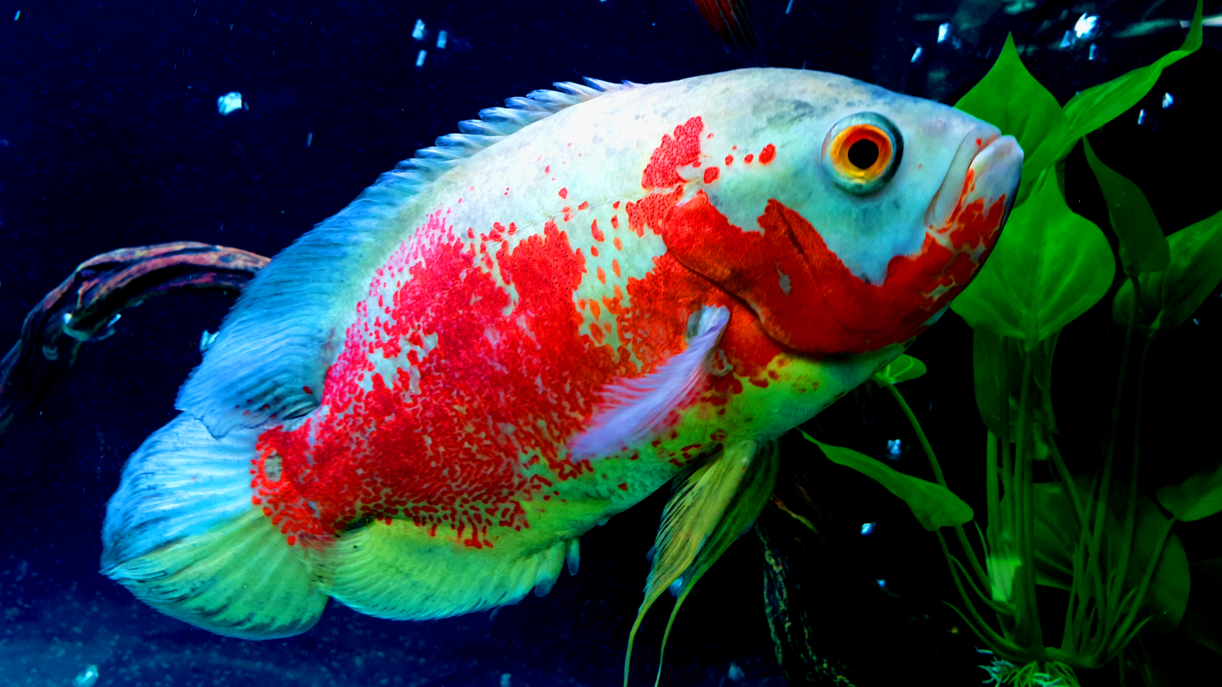 Images Of Oscar Fish Wallpapers