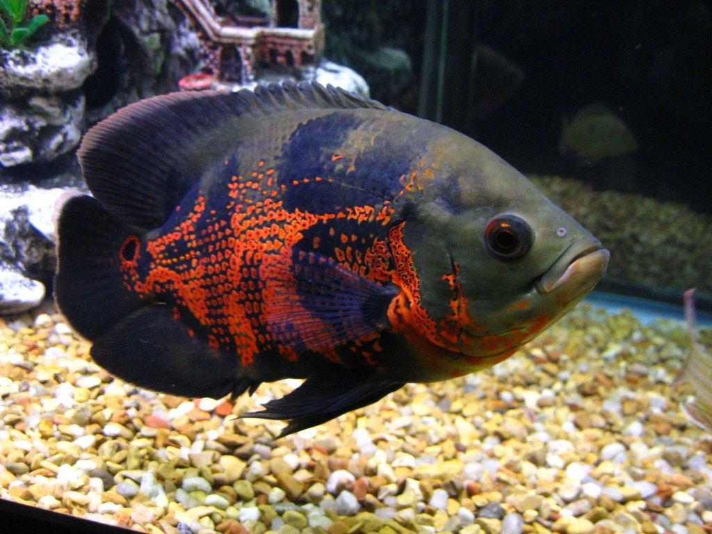 Images Of Oscar Fish Wallpapers