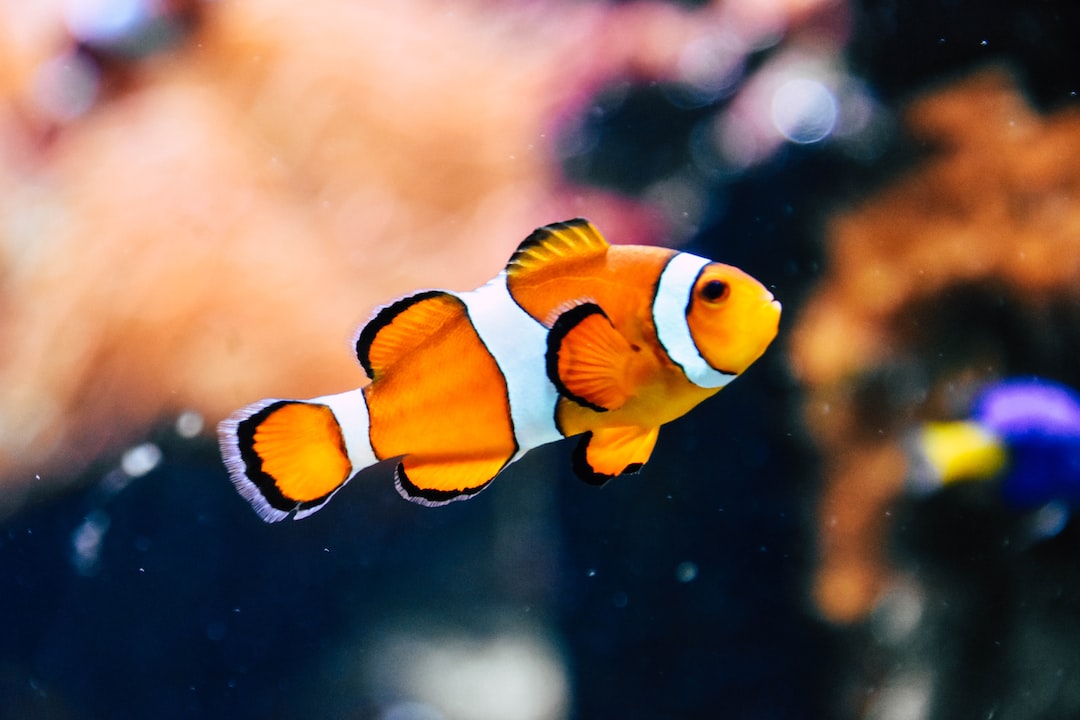 Images Of Oscar Fish Wallpapers