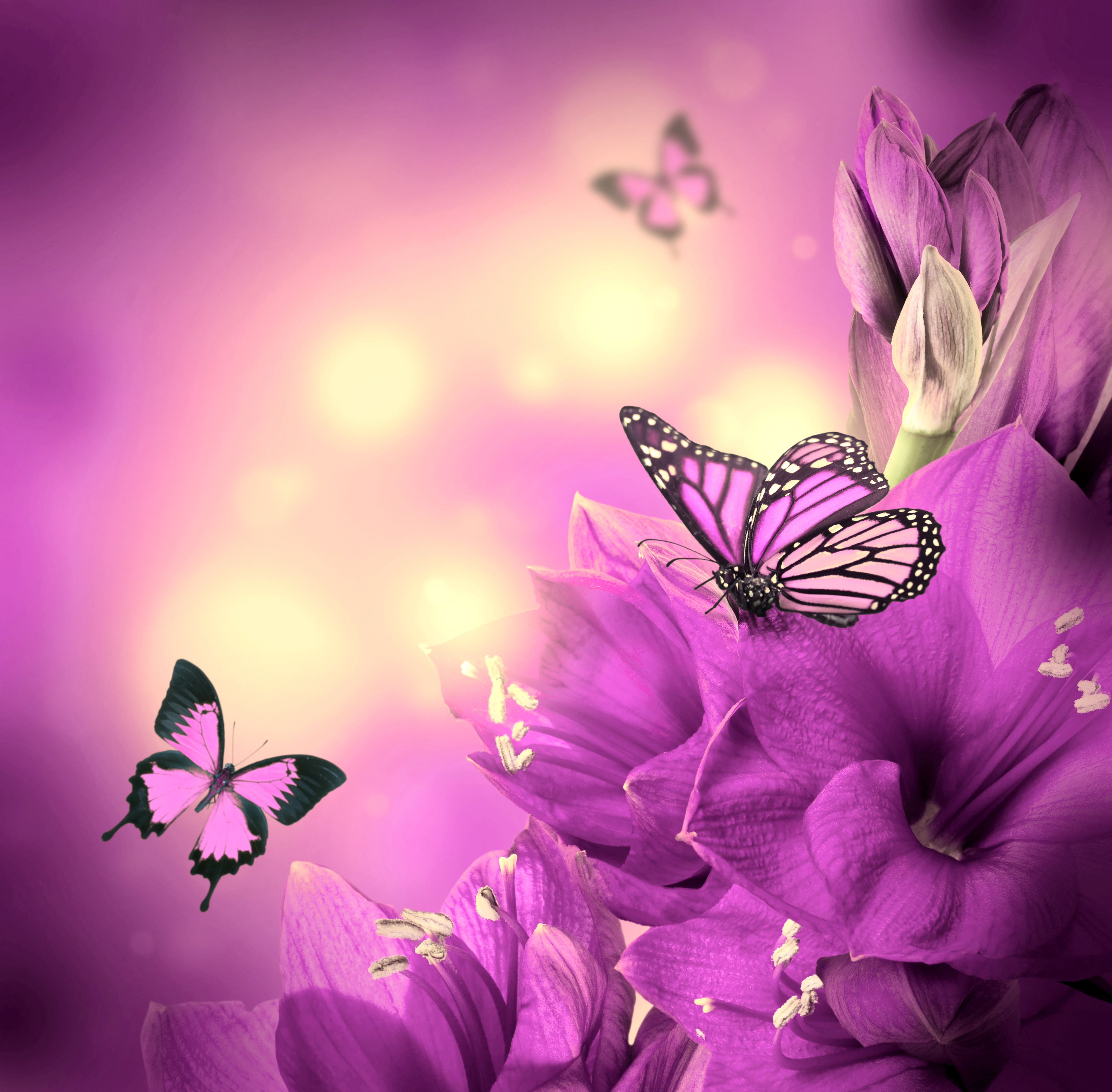 Images Of Purple Roses And Butterflies Wallpapers