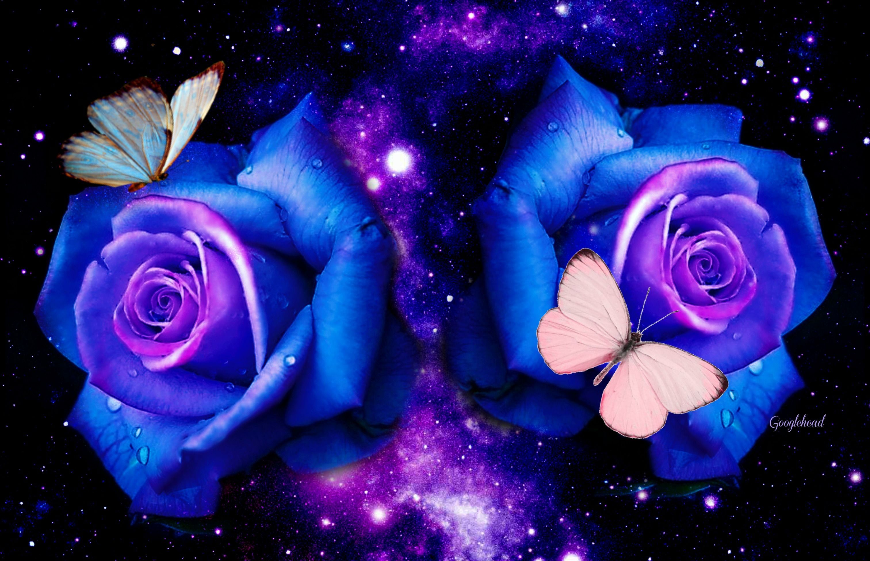 Images Of Purple Roses And Butterflies Wallpapers