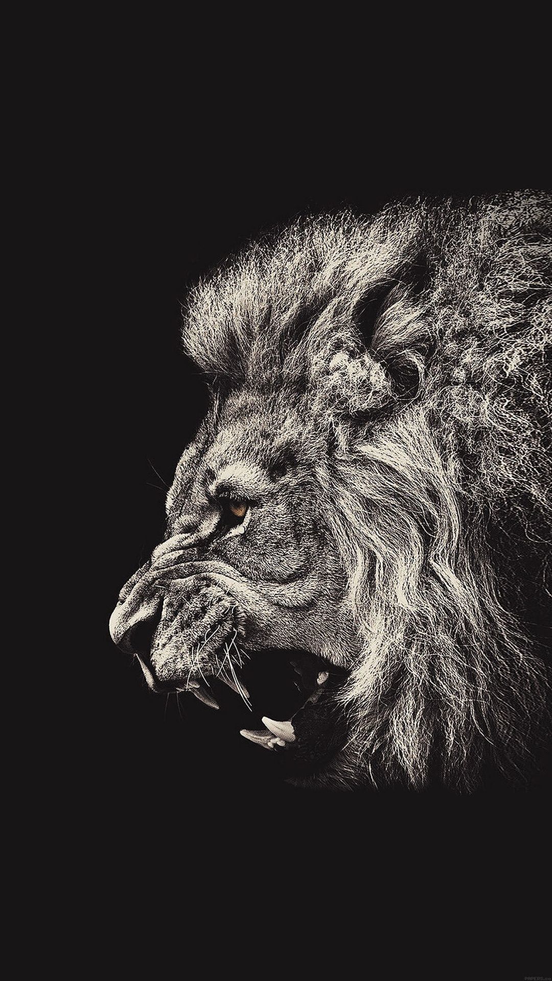 Iphone 7 Black Lion Wallpapers