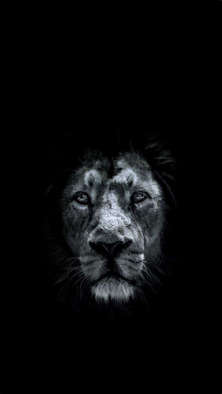 Iphone 7 Black Lion Wallpapers