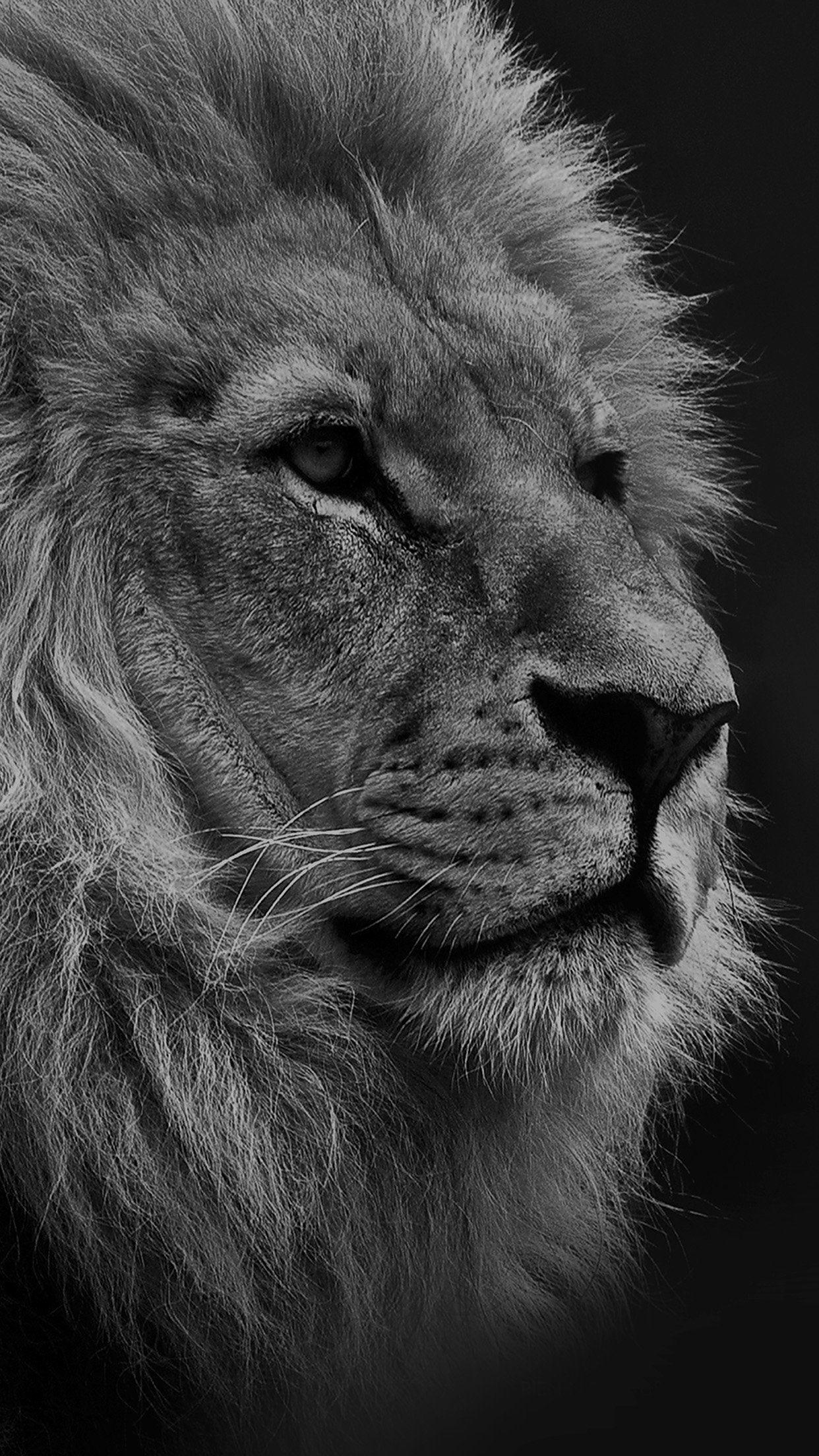 Iphone 7 Black Lion Wallpapers