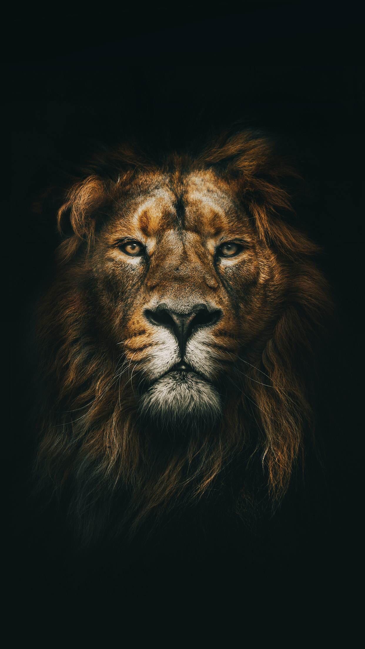 Iphone 7 Black Lion Wallpapers