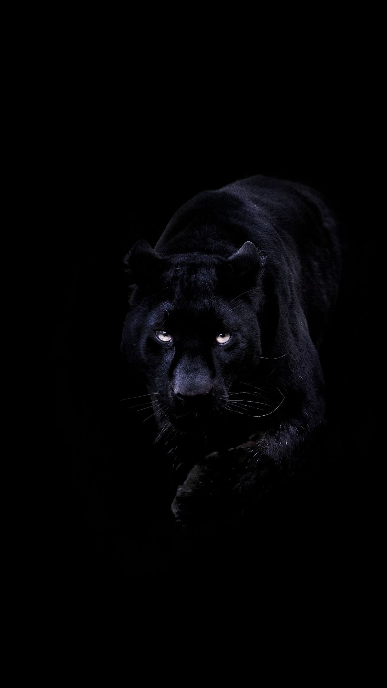 Iphone 7 Black Lion Wallpapers