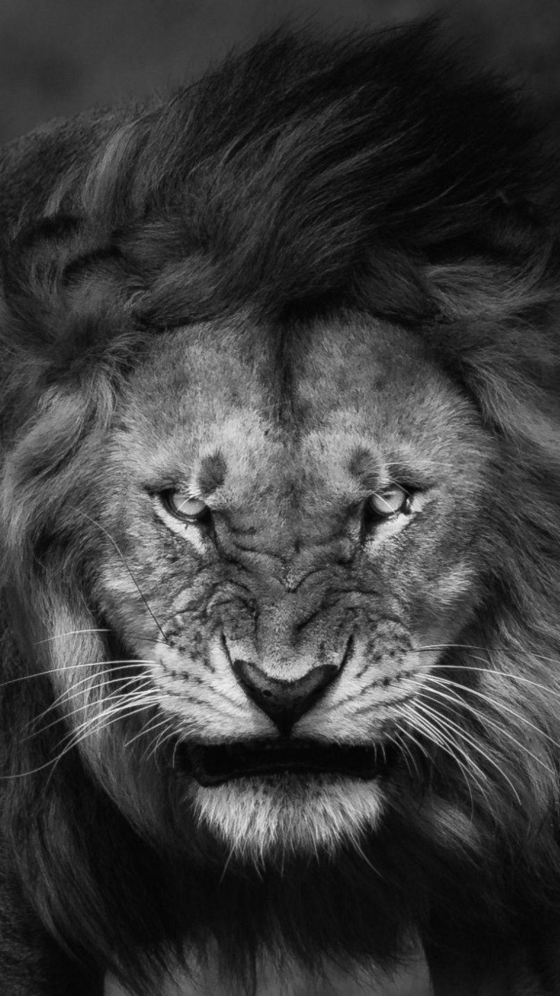 Iphone 7 Black Lion Wallpapers