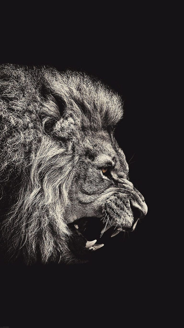 Iphone 7 Black Lion Wallpapers