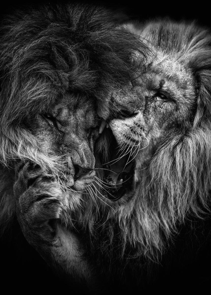 Iphone 7 Black Lion Wallpapers