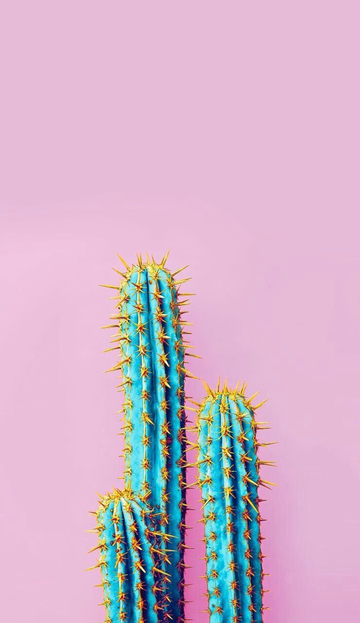 Iphone Cactus Wallpapers