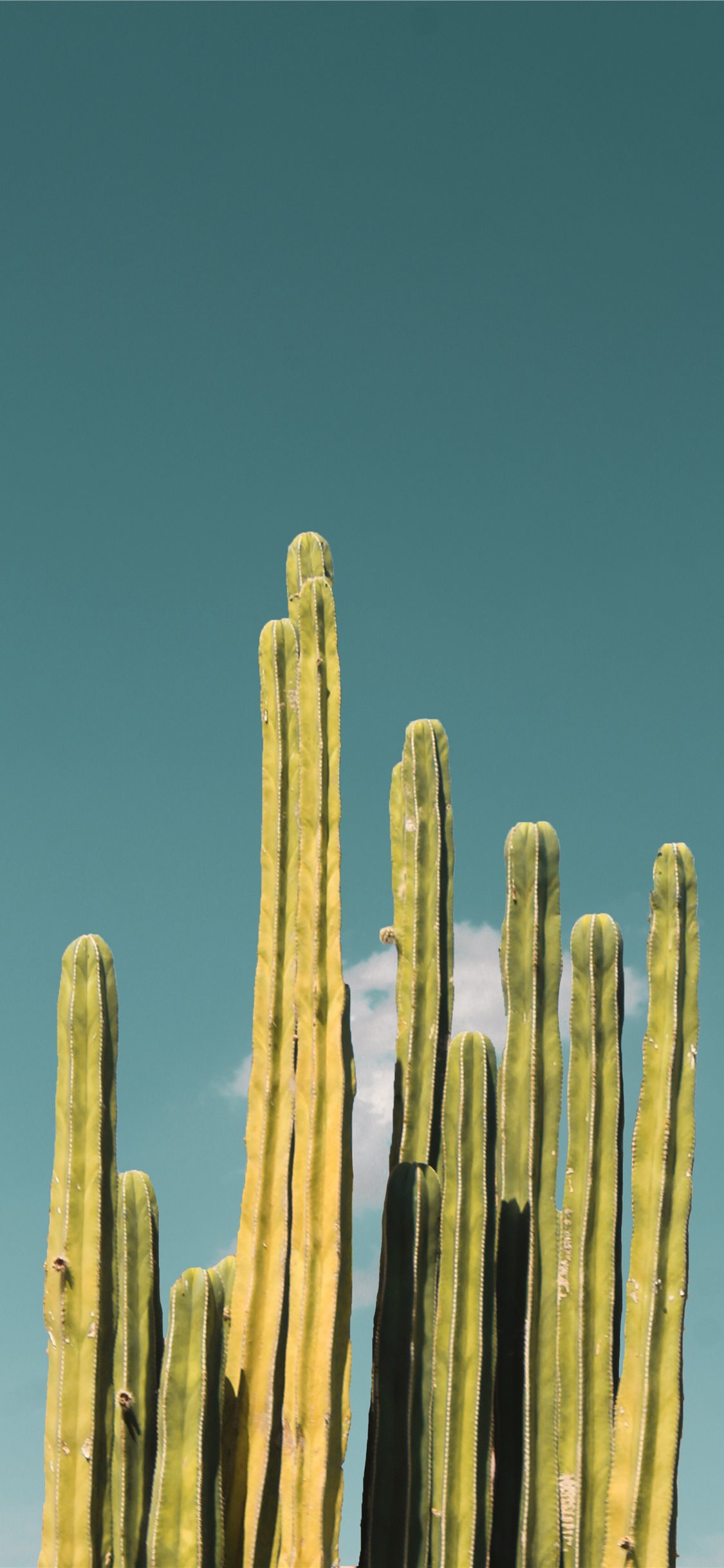 Iphone Cactus Wallpapers