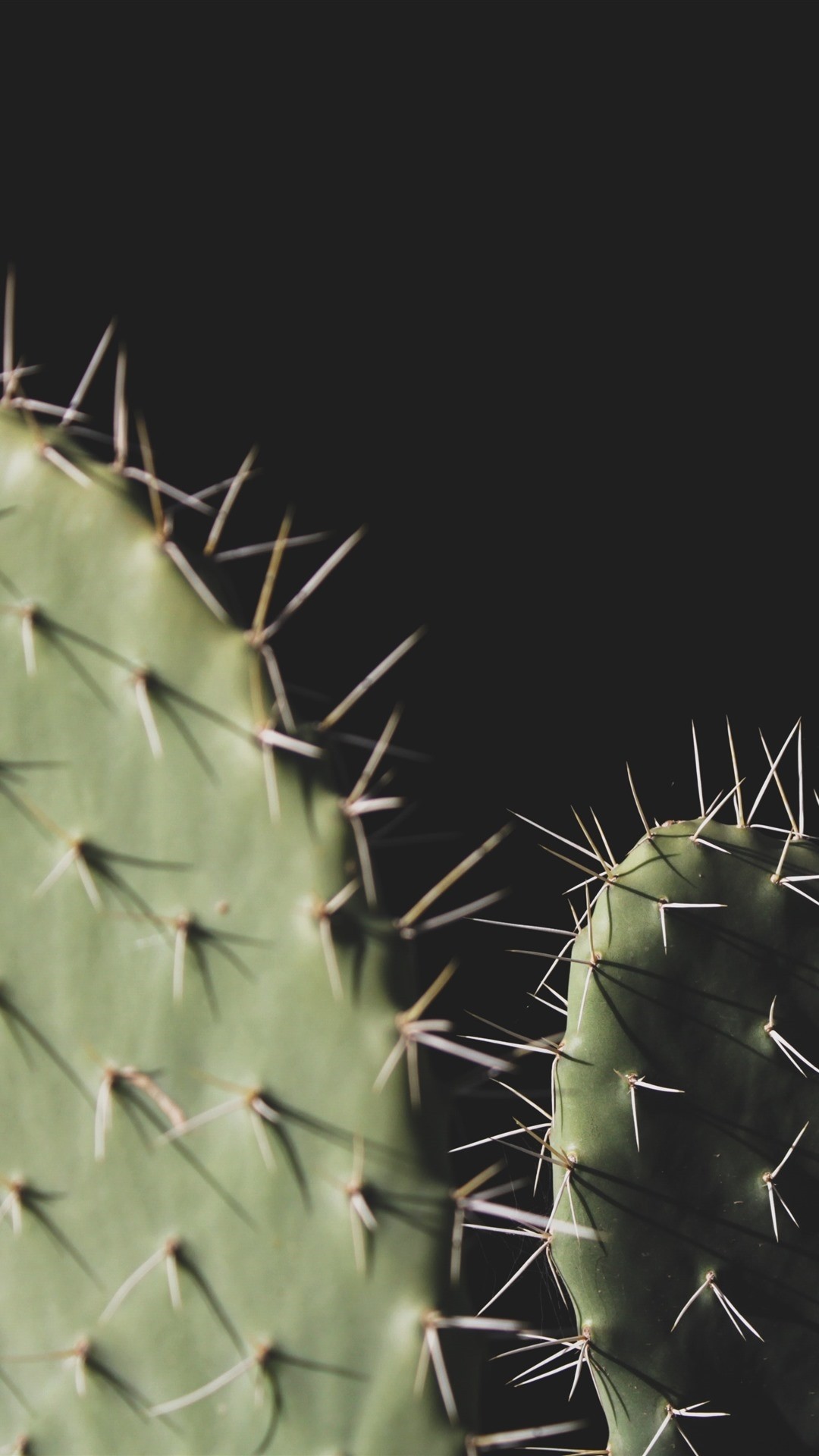 Iphone Cactus Wallpapers