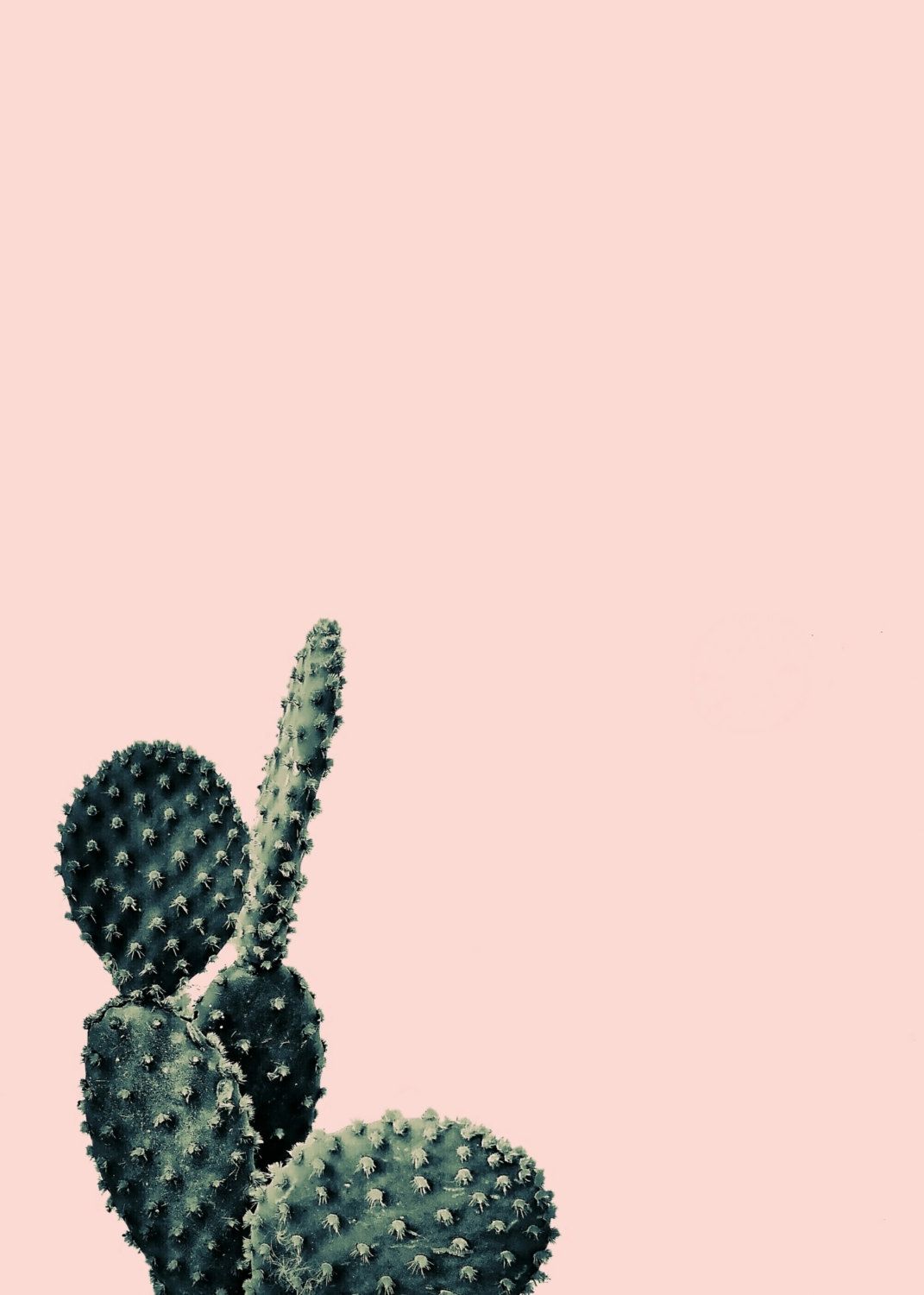 Iphone Cactus Wallpapers