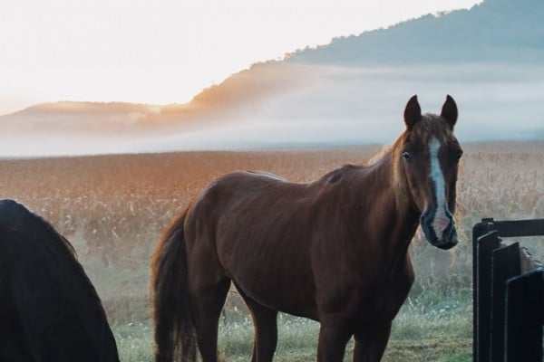 Iphone Horse Wallpapers