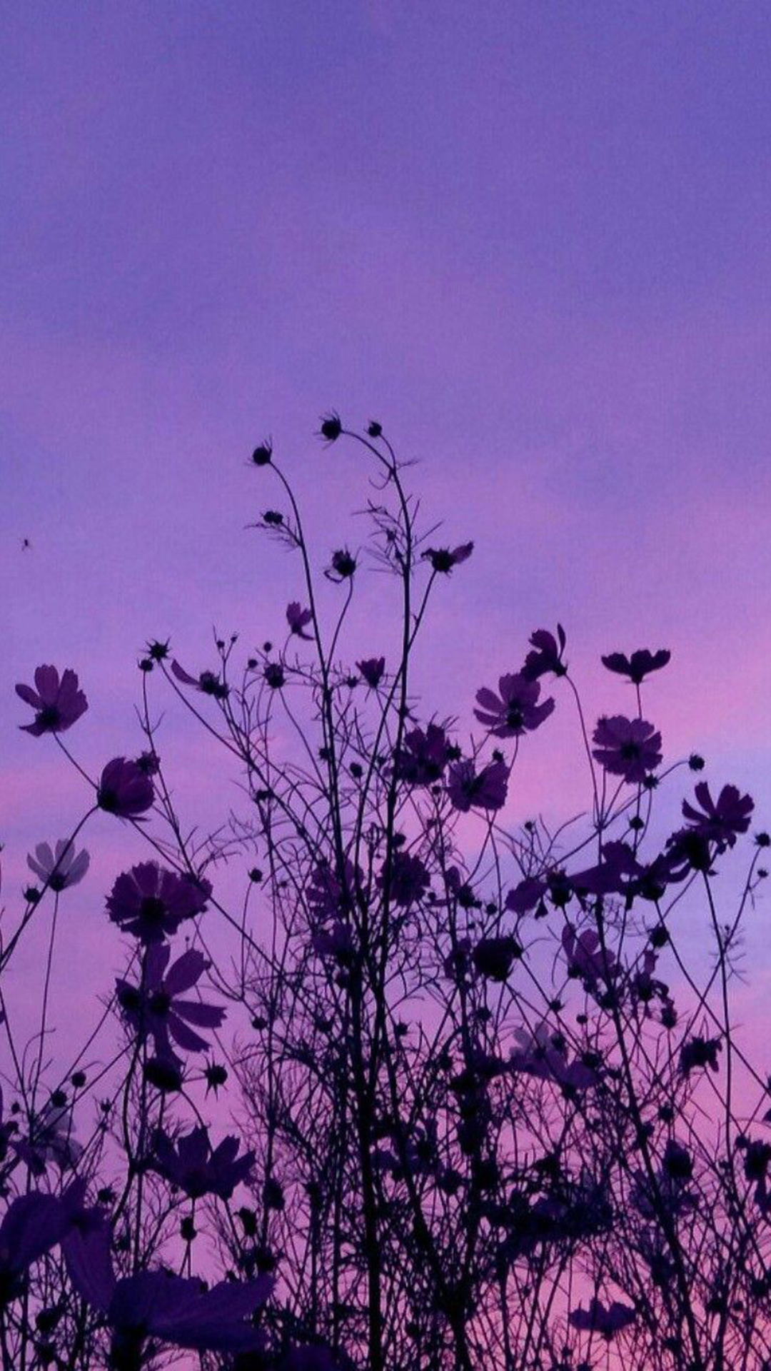 Iphone Lavender Aesthetic Wallpapers