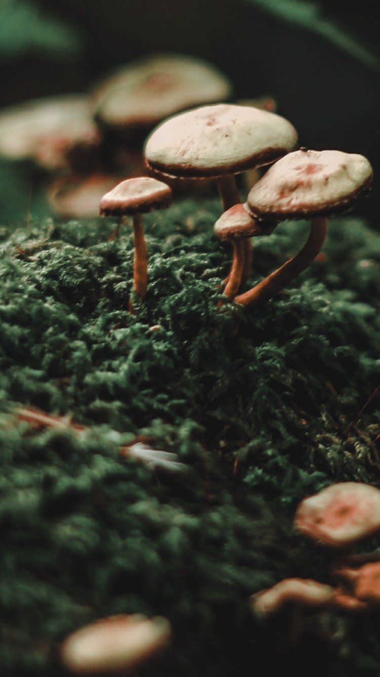 Iphone Mushroom Wallpapers