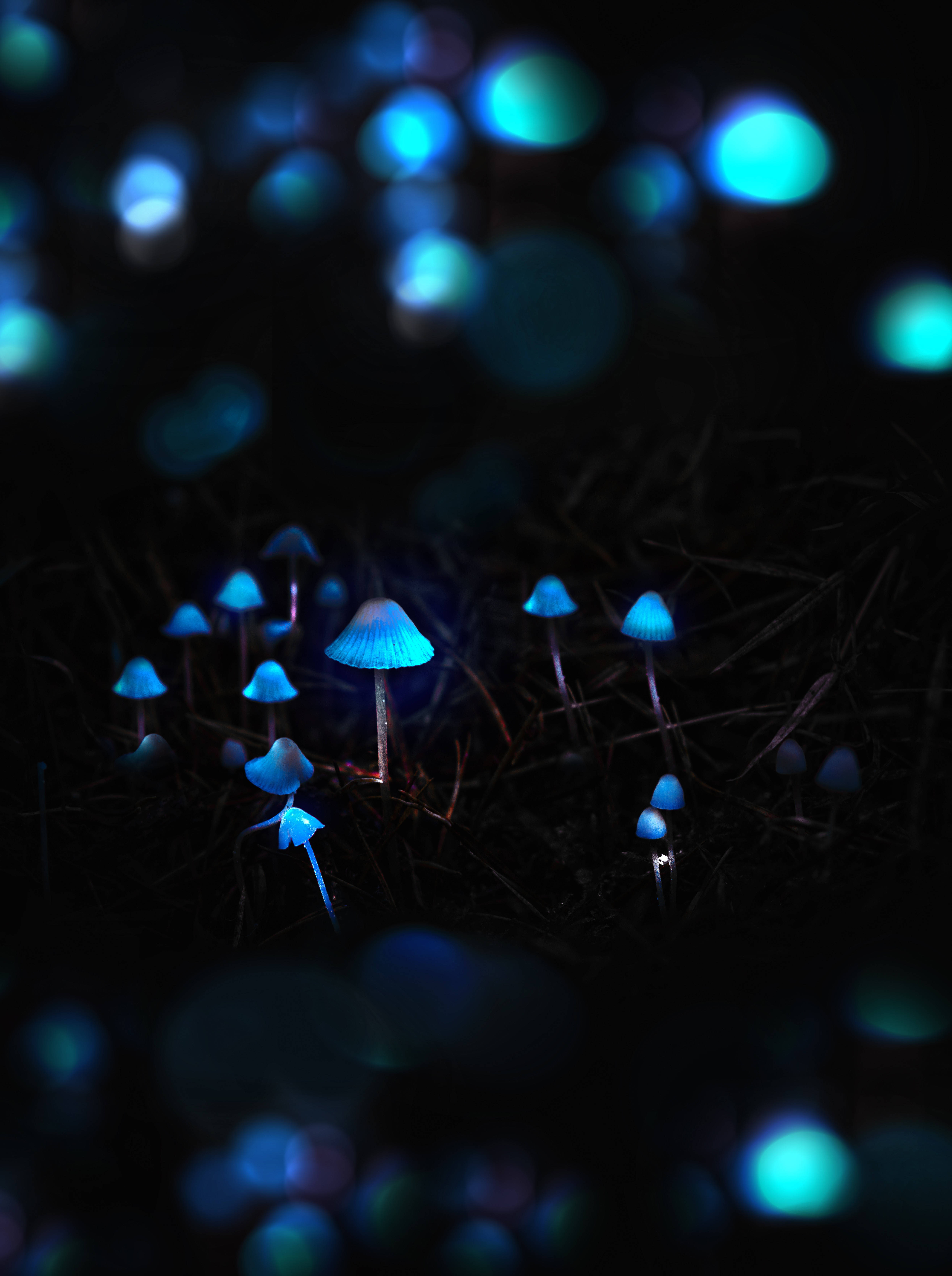 Iphone Mushroom Wallpapers