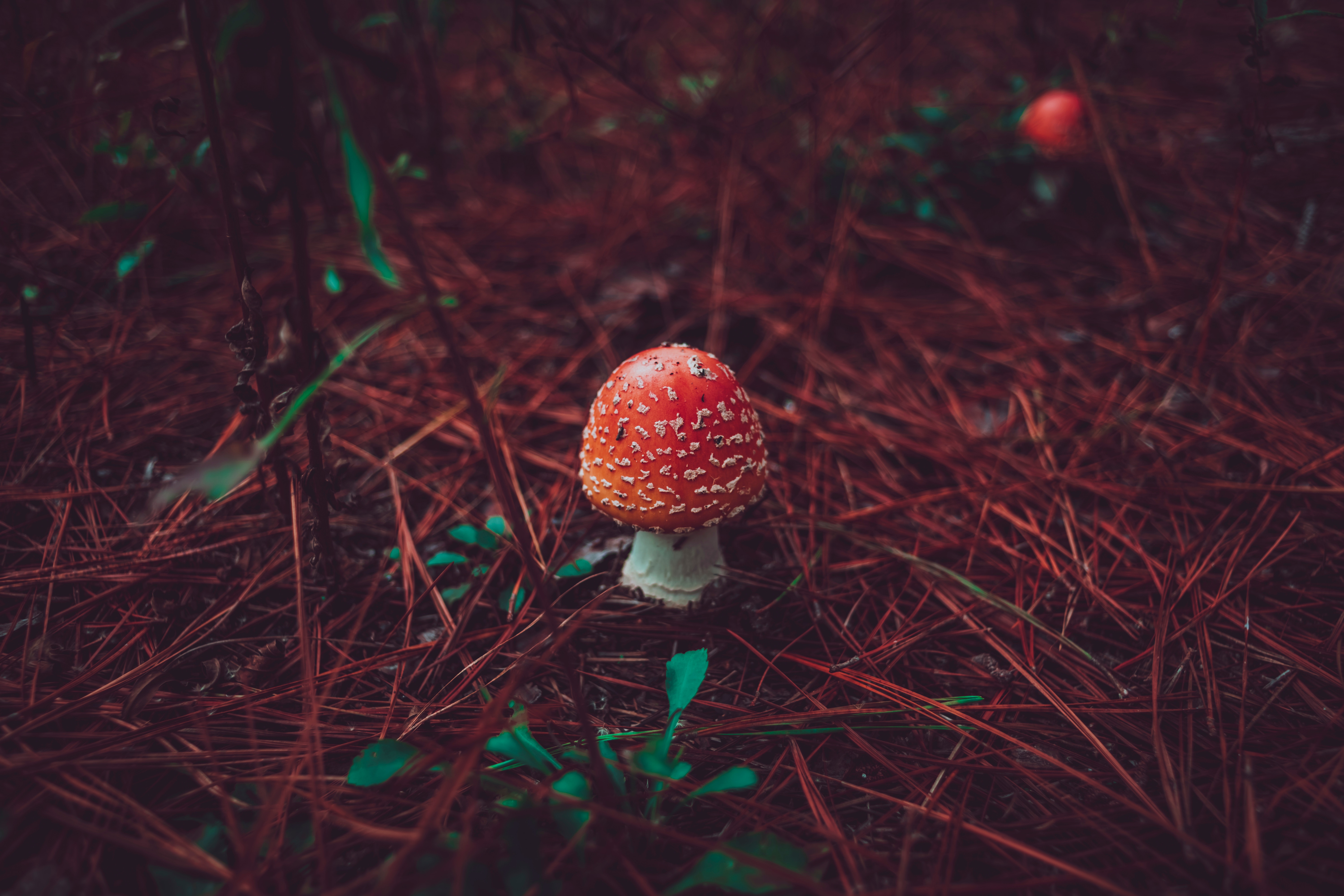 Iphone Mushroom Wallpapers