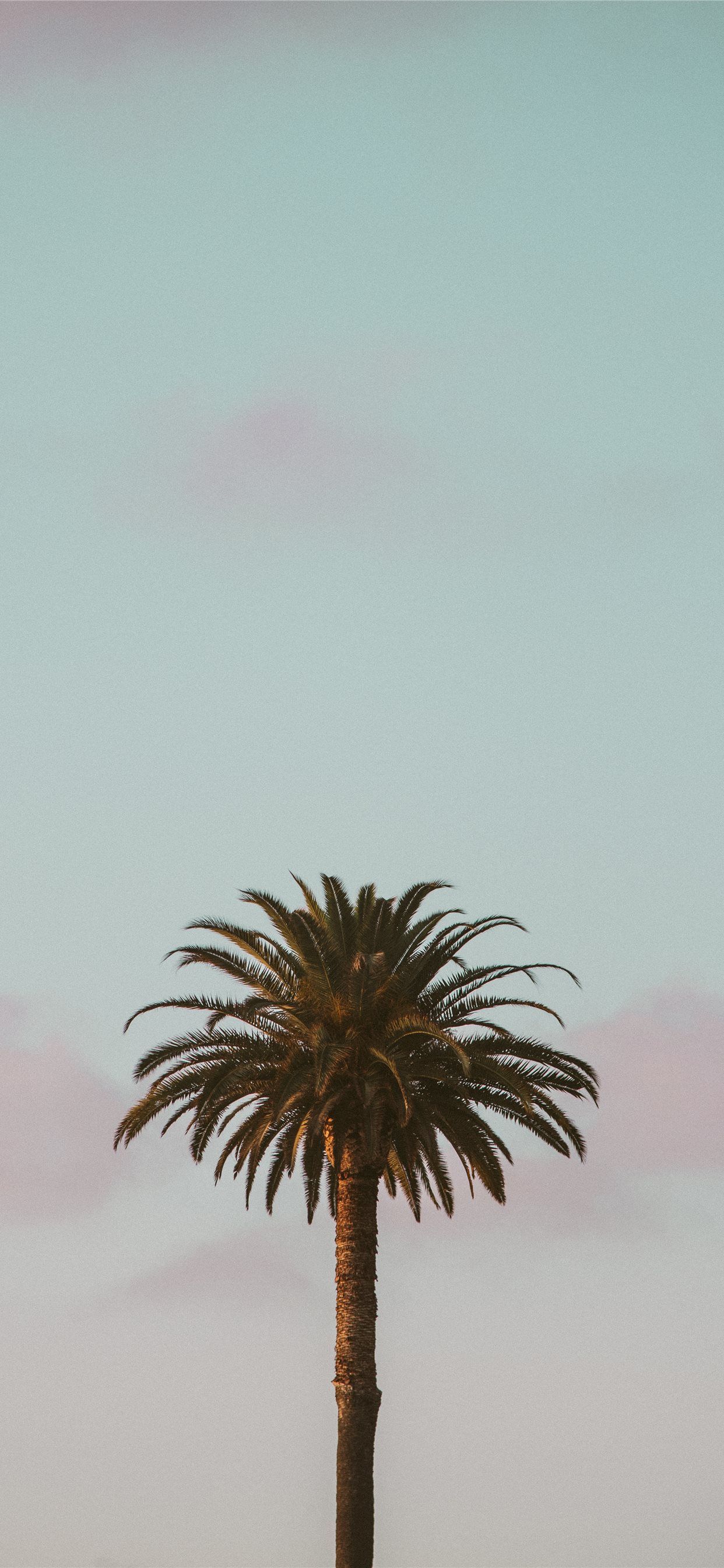 Iphone Palm Tree Wallpapers