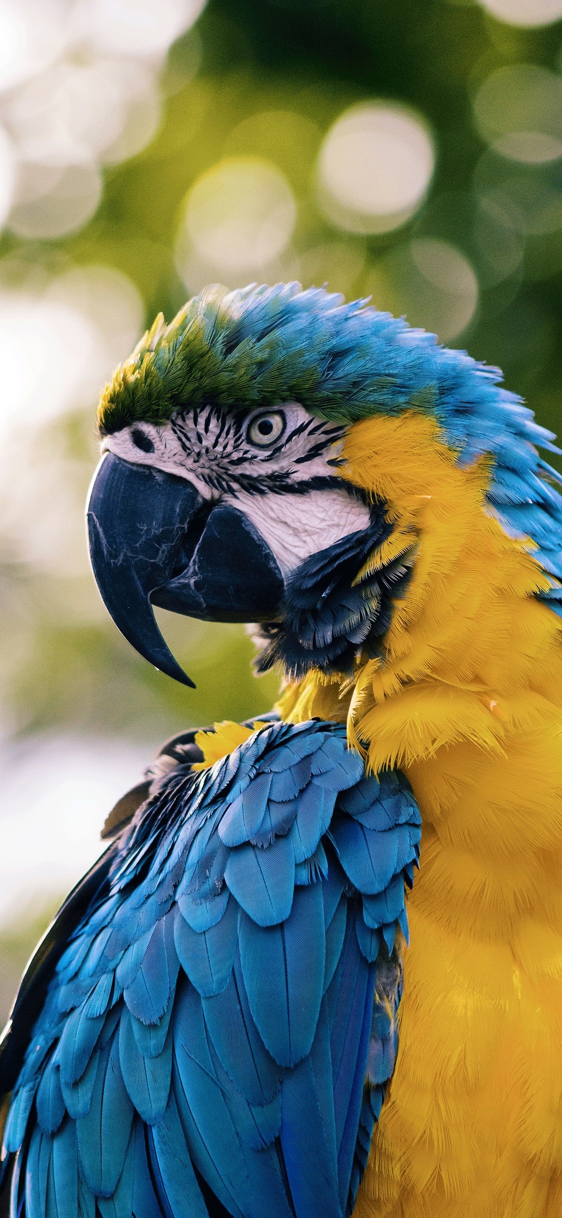 Iphone Parrot Wallpapers