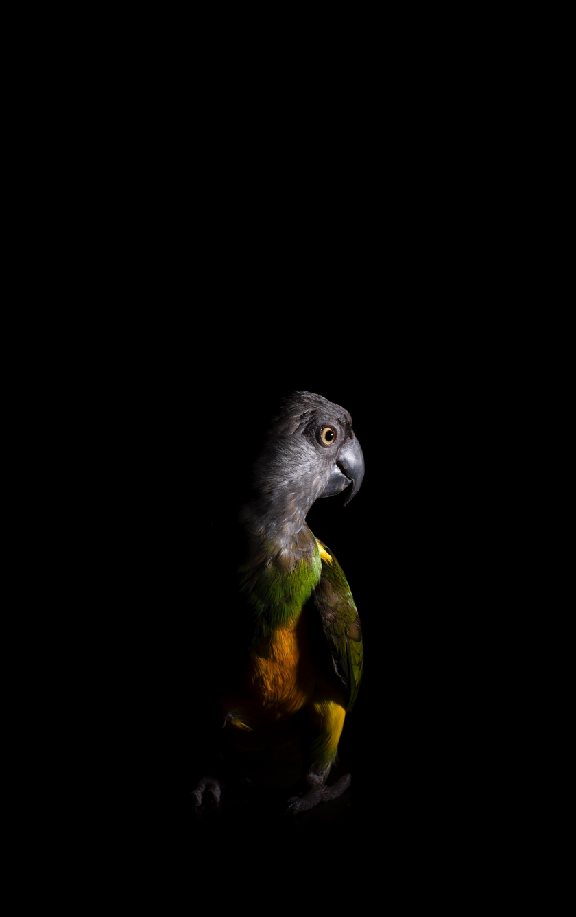 Iphone Parrot Wallpapers