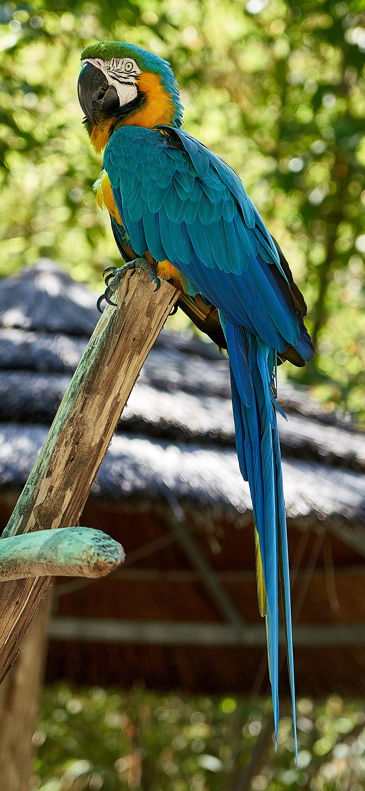 Iphone Parrot Wallpapers