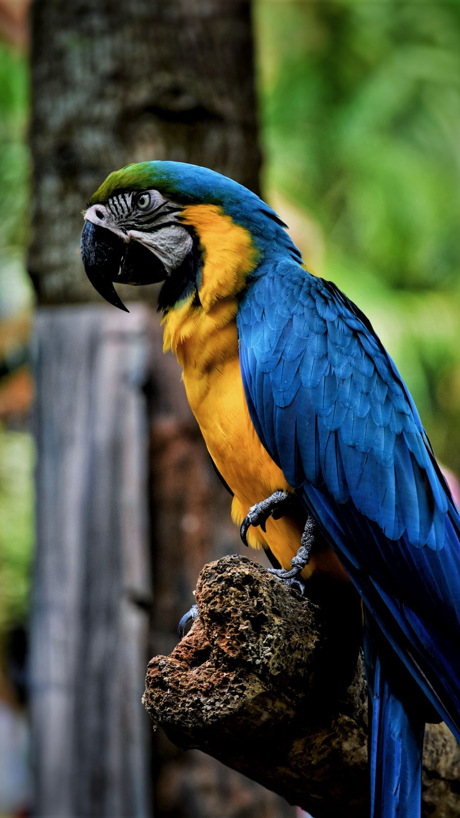 Iphone Parrot Wallpapers