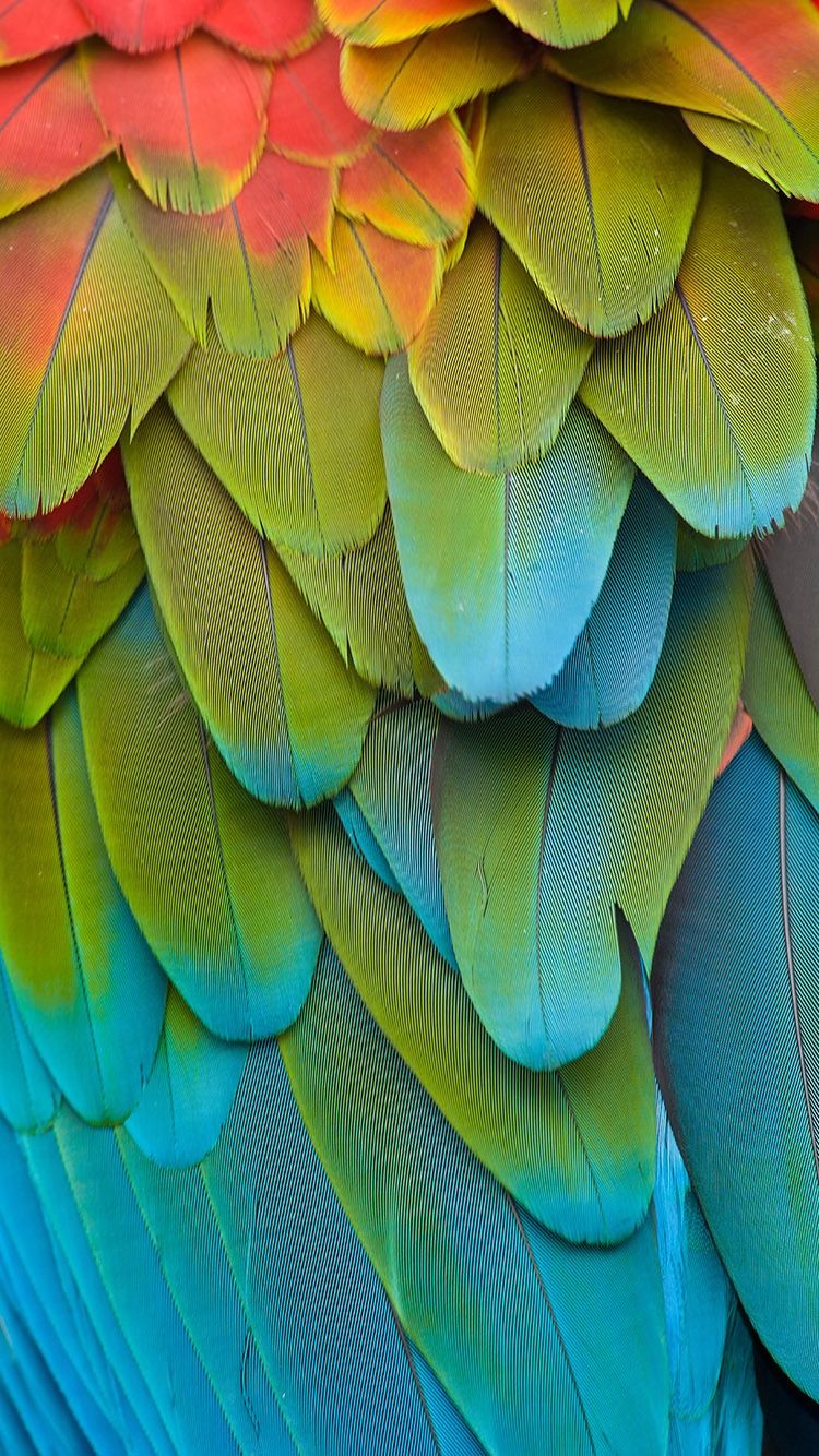 Iphone Parrot Wallpapers