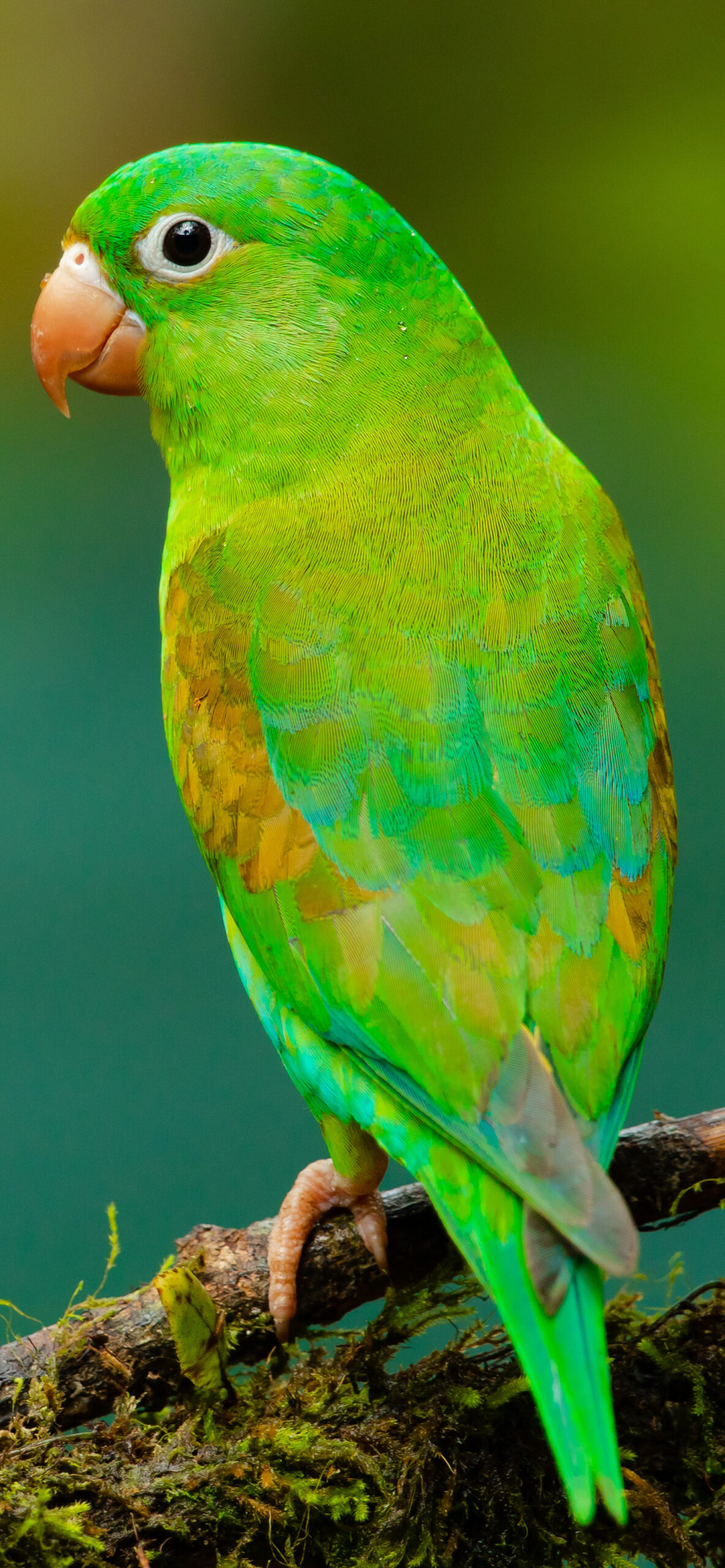 Iphone Parrot Wallpapers