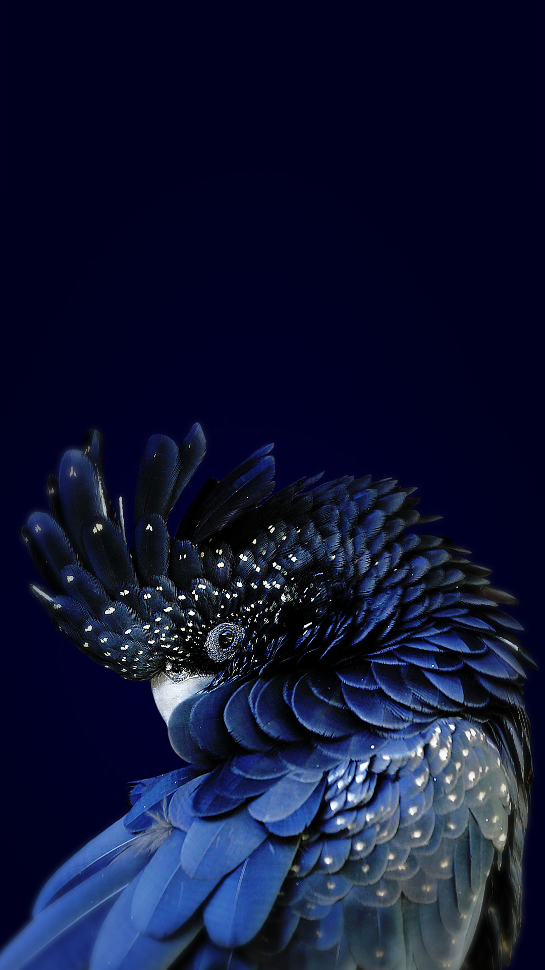 Iphone Parrot Wallpapers